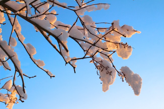 IMG_8364snøgrein med sol